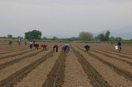 Mevsimlik tarım işçileri, korona tedbirleriyle tarlada