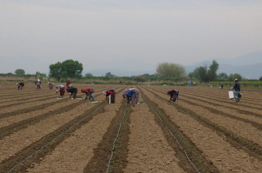  Mevsimlik tarım işçileri, korona tedbirleriyle tarlada